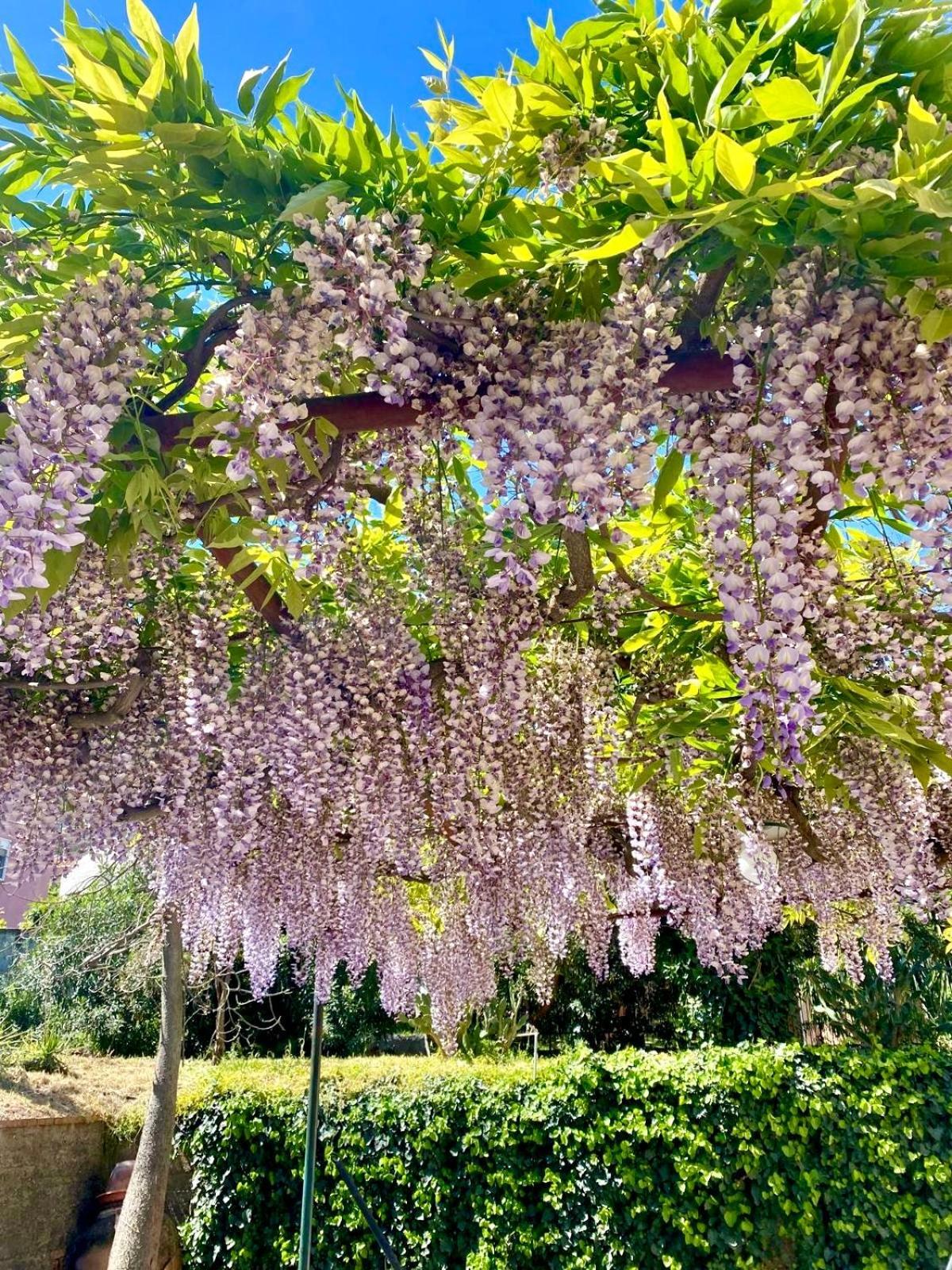 Villa Tana Pacenzia Cefalu Ngoại thất bức ảnh